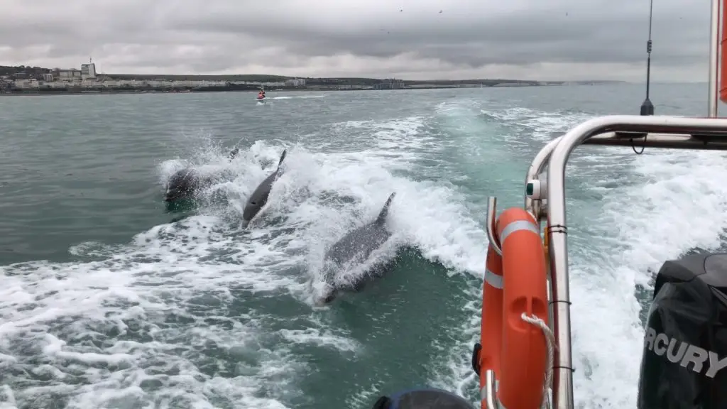 powerboat ride with dolphins brighton